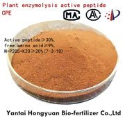 Plant enzymolysis active peptide