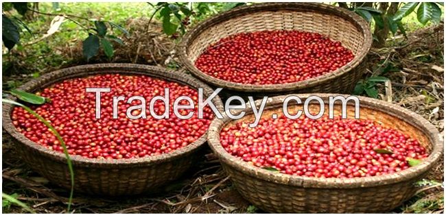 Arabica Coffee Beans