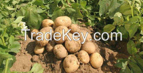 high qualilty seed Potato