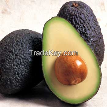 FRESH & DRIED AVOCADO SEEDS FOR SALE