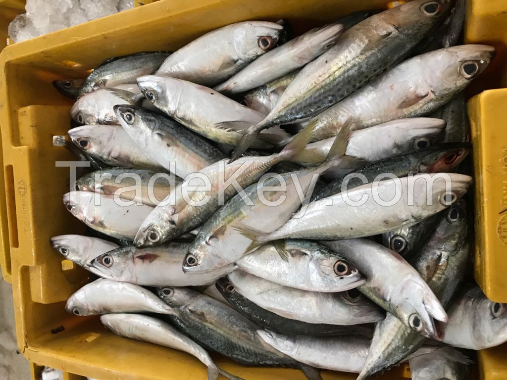 FROZEN INDIAN MACKEREL