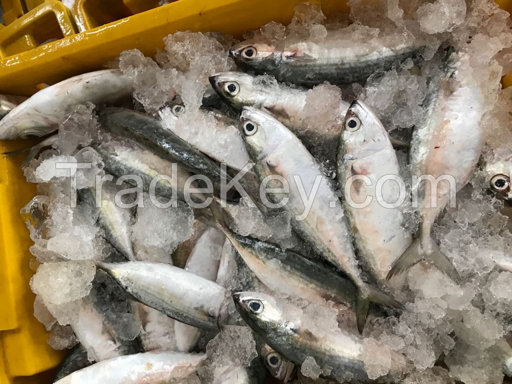 FROZEN INDIAN MACKEREL