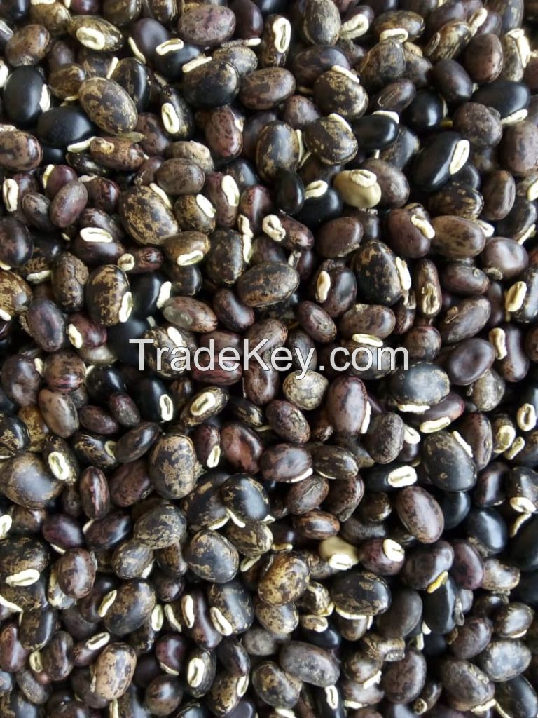 Mucuna Pruriens Seeds/Powder (Velvet Beans) 