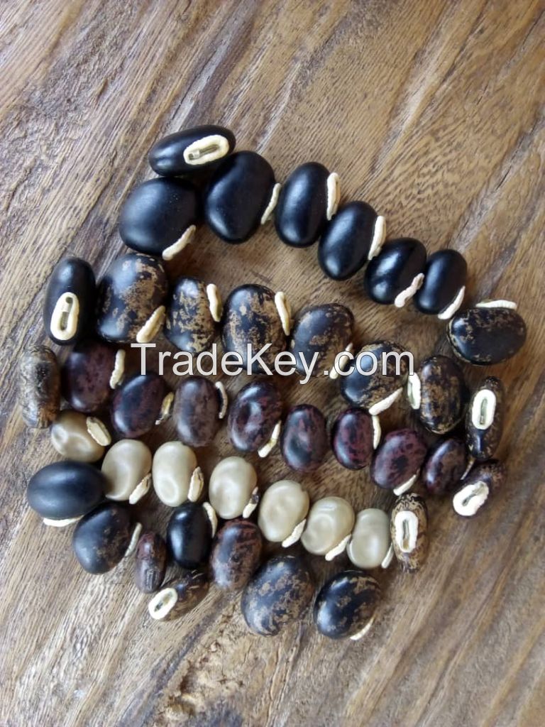 Mucuna Seeds/ Velvet Beans 