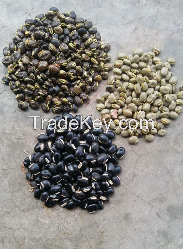 Mucuna Seeds or Velvet Beans 