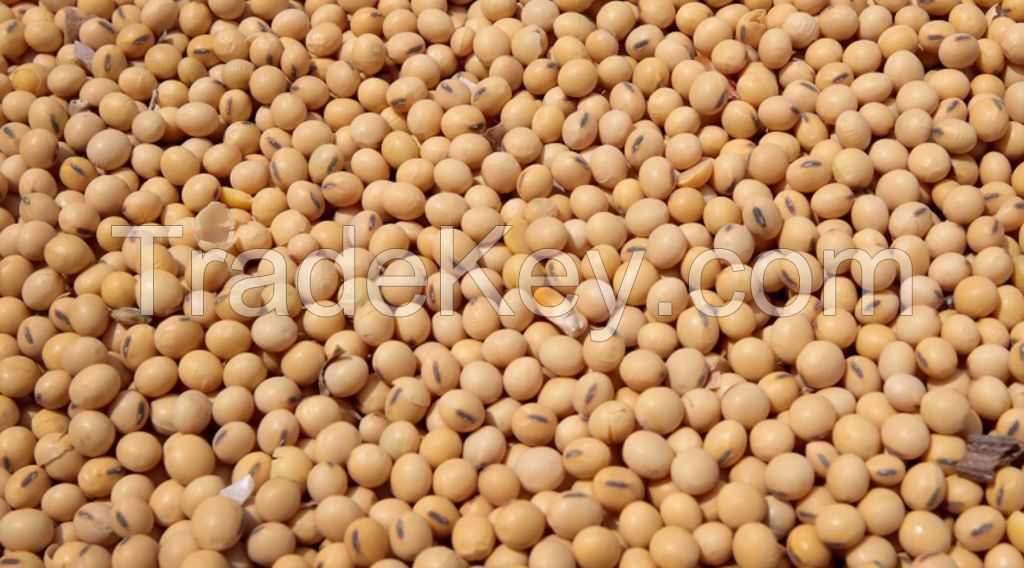 Soybeans 