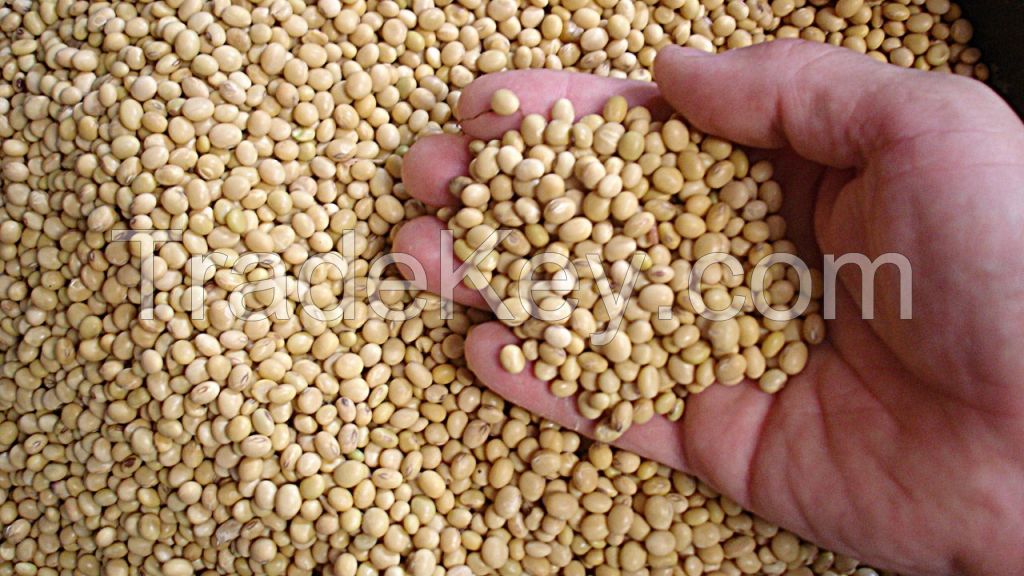 Soybeans 