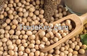 Soybeans 