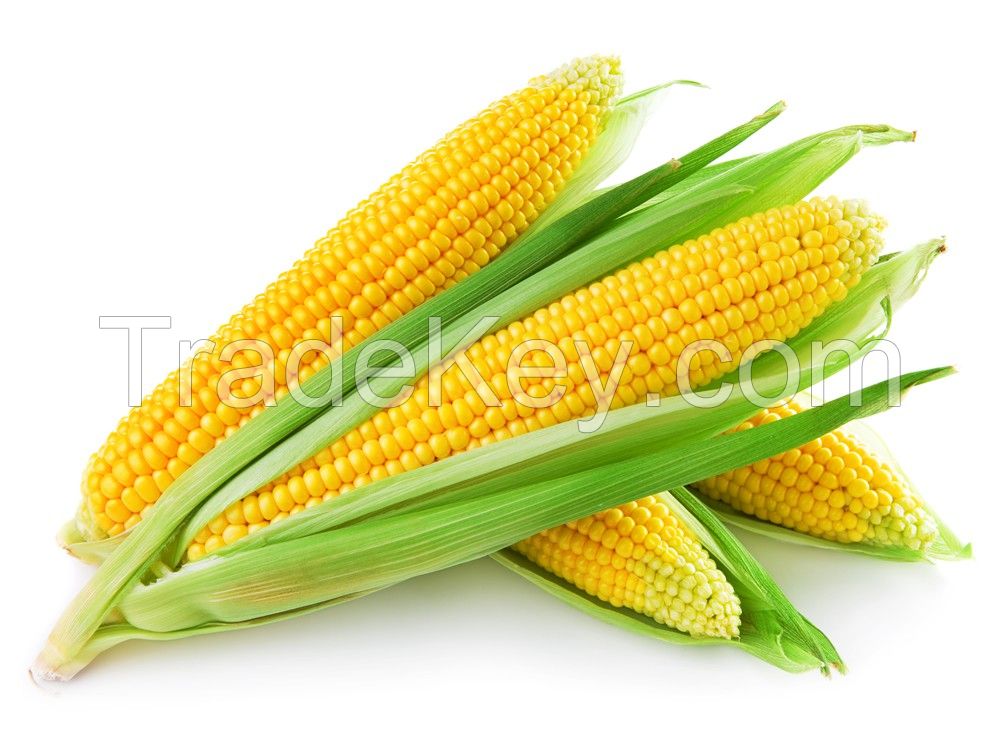 Corn 