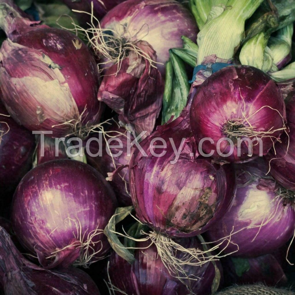 Ruby Red Onion Seeds, NON-GMO, Long Day, Variety Sizes, FREE SHIPPING