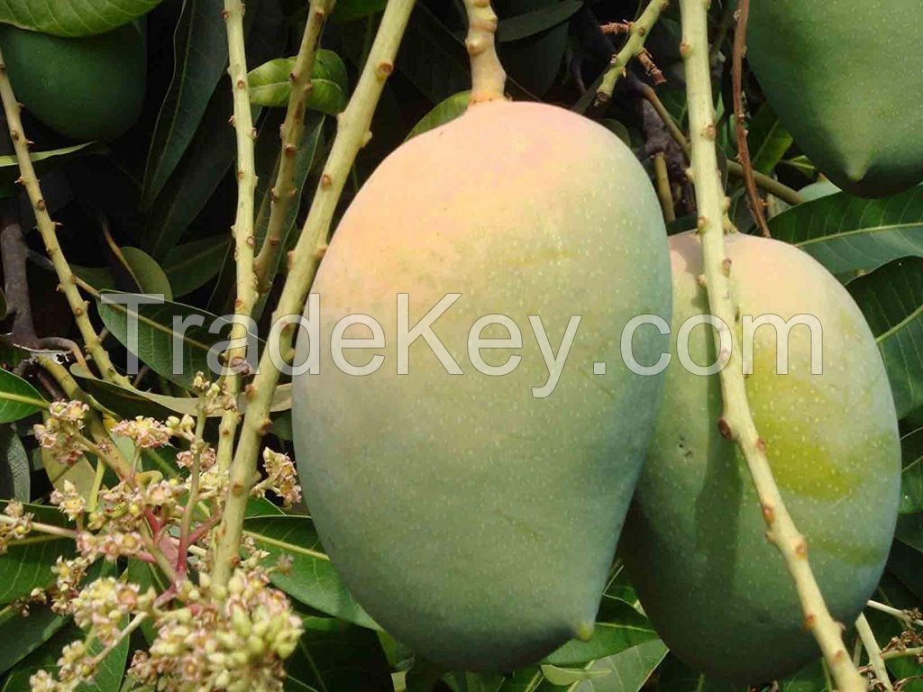 Fresh Kesar Mangos