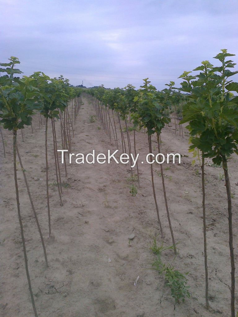 Fruit seedlings