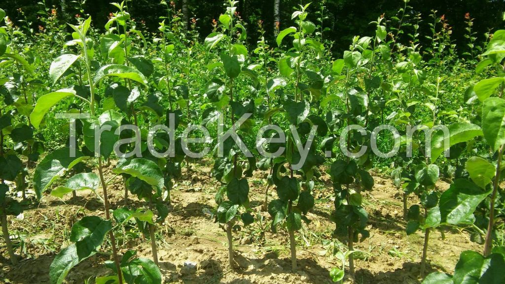 Fruit seedlings