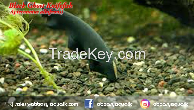 Black Ghost Knifefish (Apteronotus albifrons) 