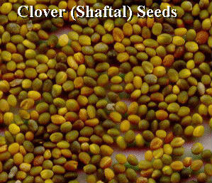 Quality CLOVER SEEDS ( Tridolium Resupinatum, Shaftal &  Berseem Clover) SEEDS