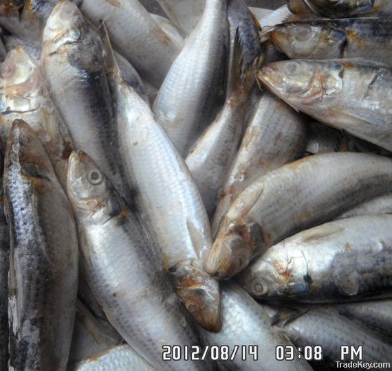 Best Sardine fish for canned