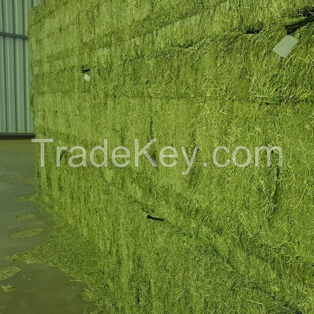 Alfalfa hay in big bales for animal feeding