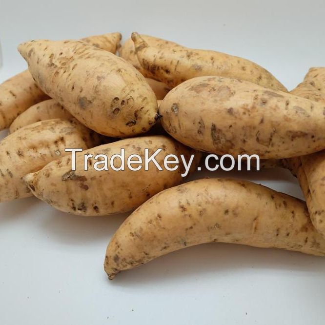 Fresh Organic Sweet Potatoes