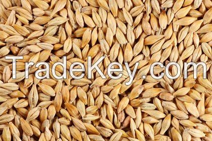 Barley Feed for animals