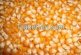 Corn / Yellow Corn for human consumption / Ukraine