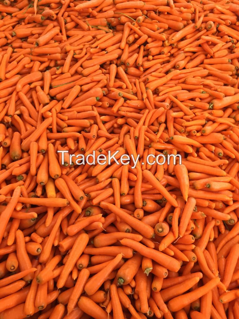 Fresh Carrots