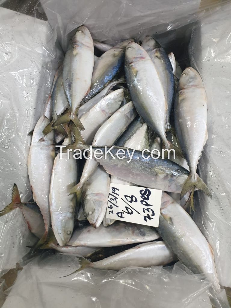 Frozen Indian Mackerel