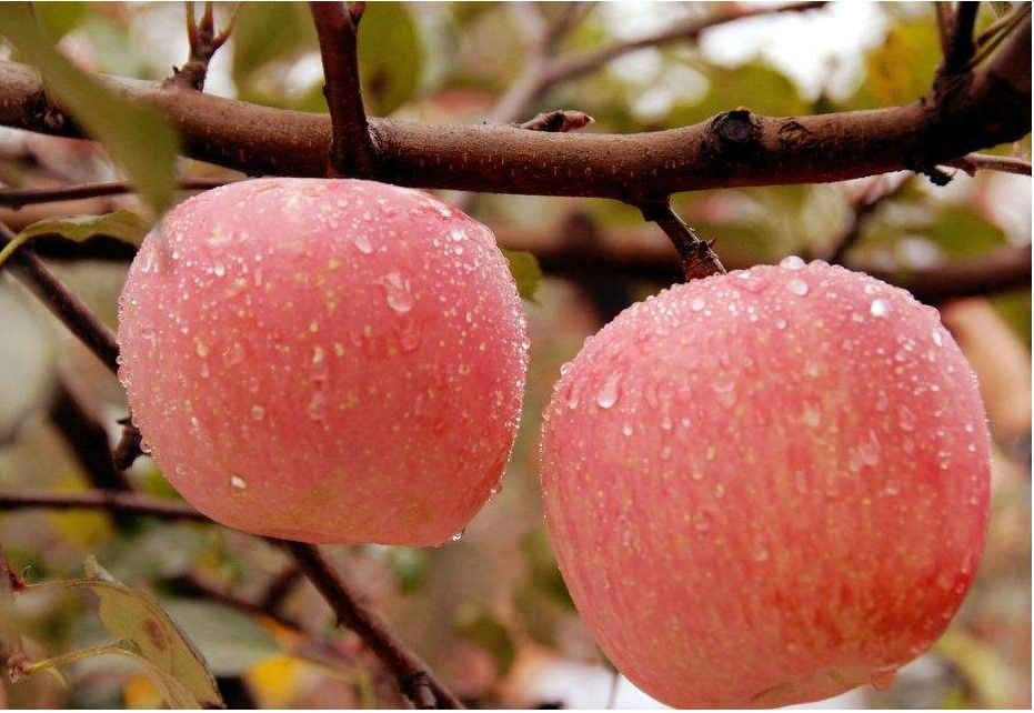 Fresh fruit Fuji apple