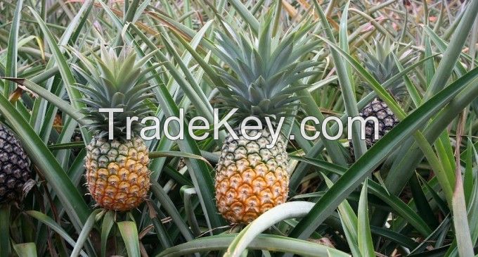 FRESH PINAPPLES