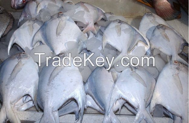 Live Chilled Frozen Fresh or Salt Water Fish and Sea Food