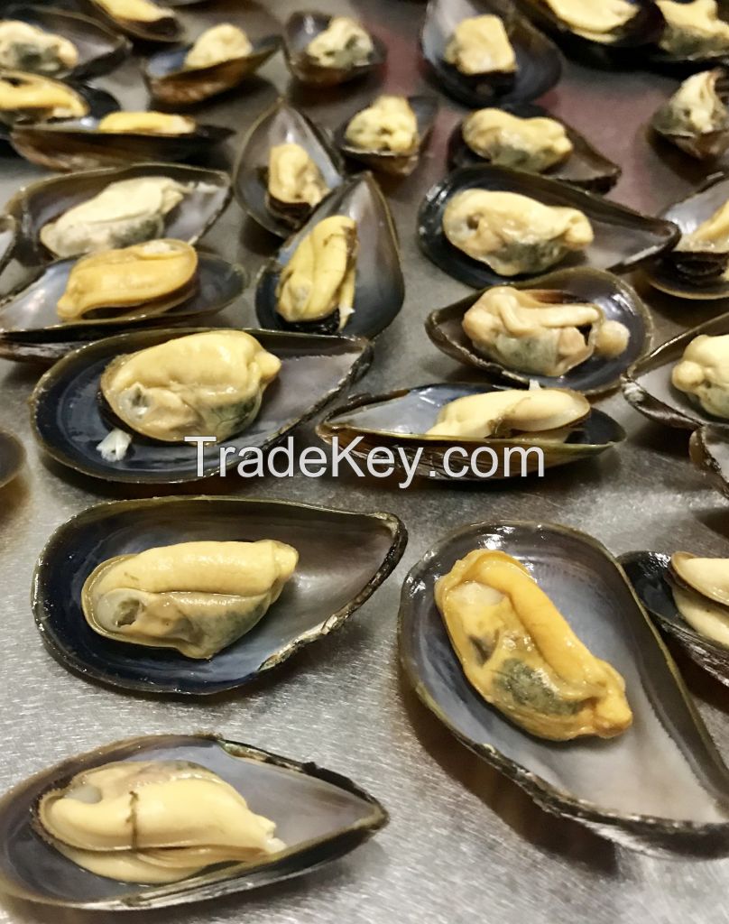 Black sea Mussels