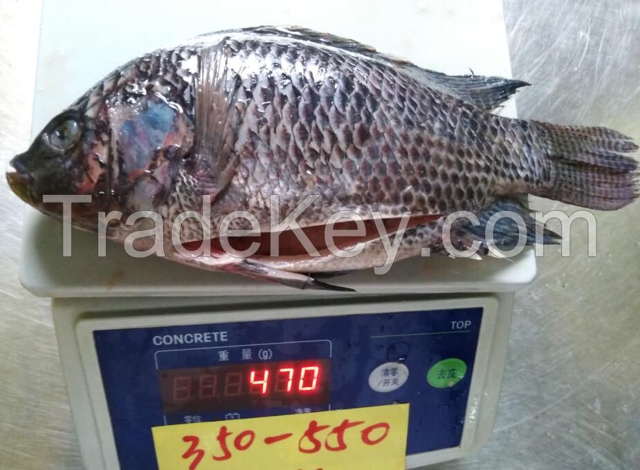 tilapia wgs