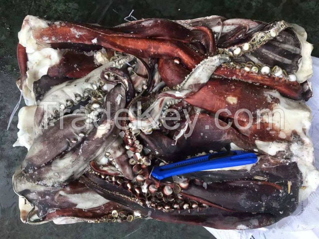 giant squid tentacles