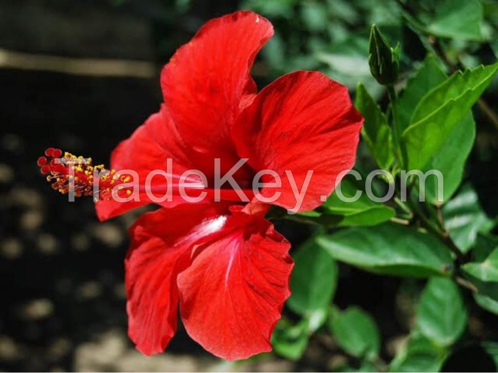 Dried Hibiscus Flower