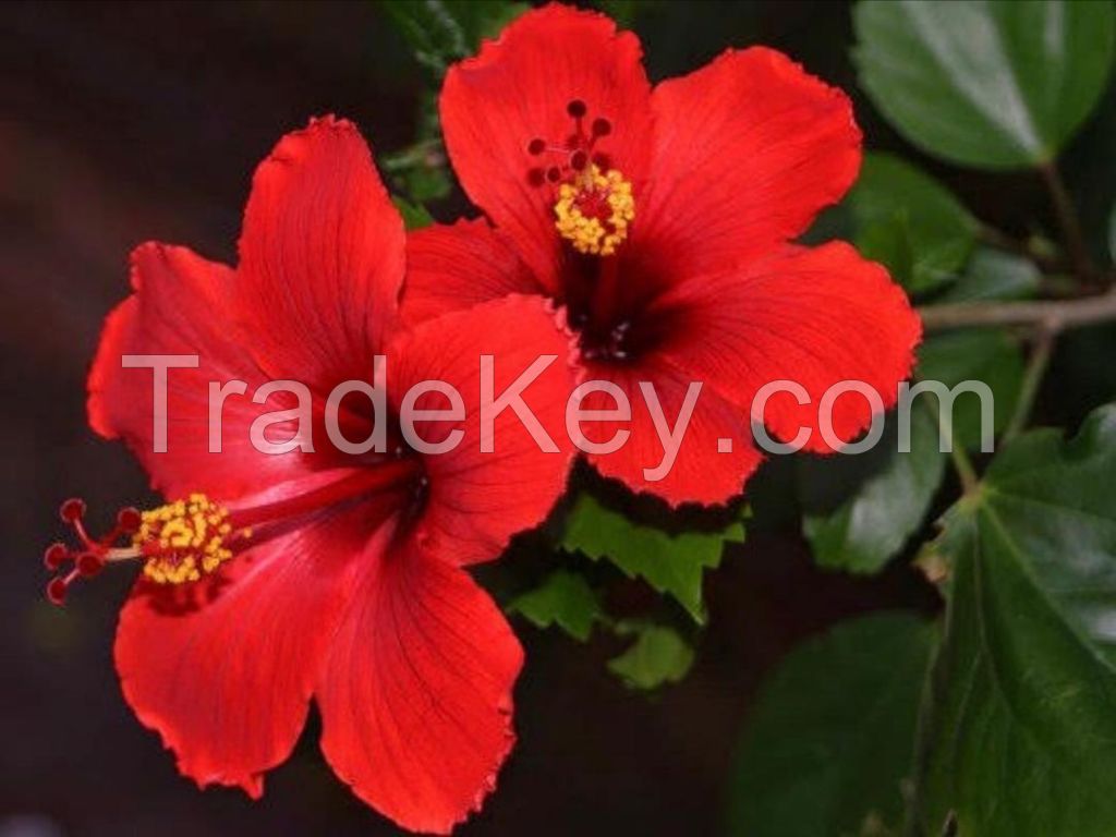 Dried Hibiscus Flower