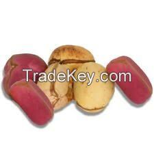 High Quality Kola Nuts