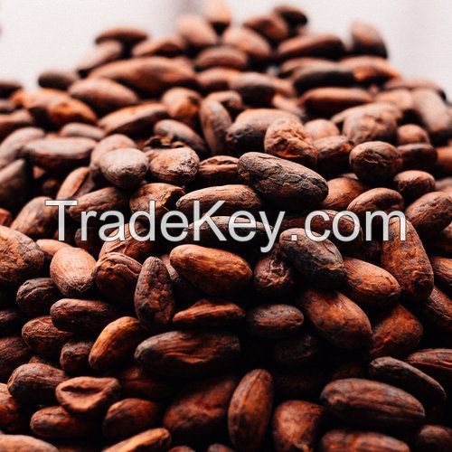 hight quality cocoa Beans