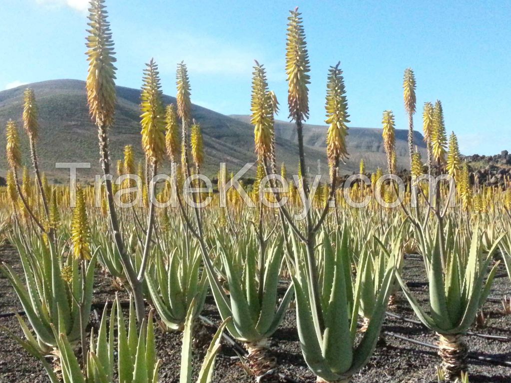 aloe vera