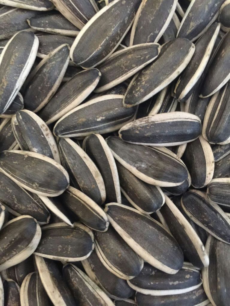 Sunflower seeds