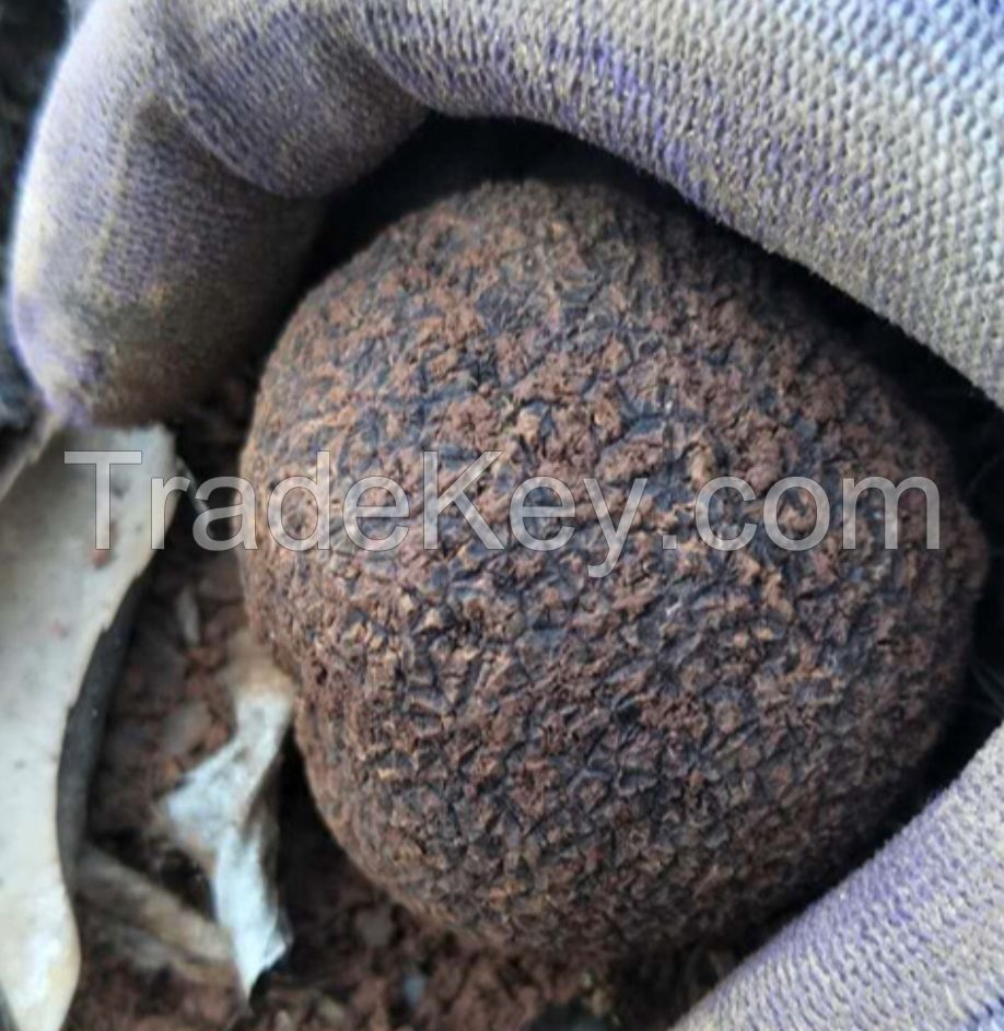 Black Winter Truffle