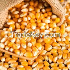 YELLOW CORN 