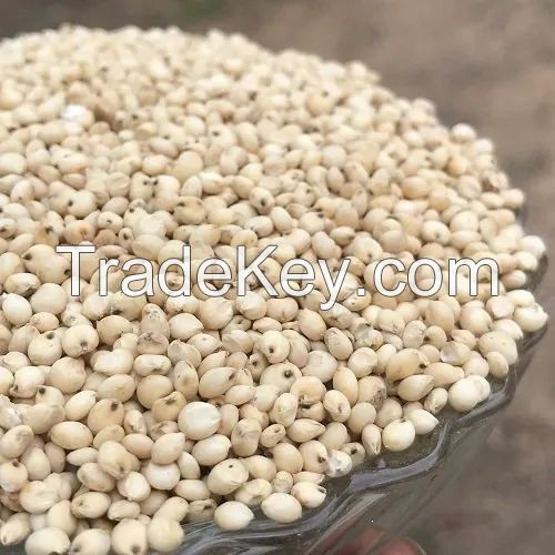 Grain Sorghum