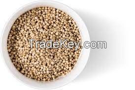 Grain Sorghum