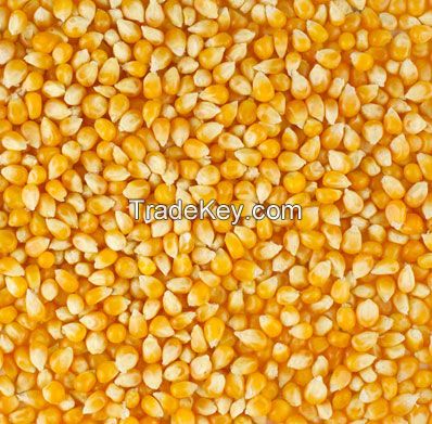 YELLOW CORN 