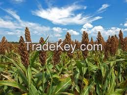 Grain Sorghum