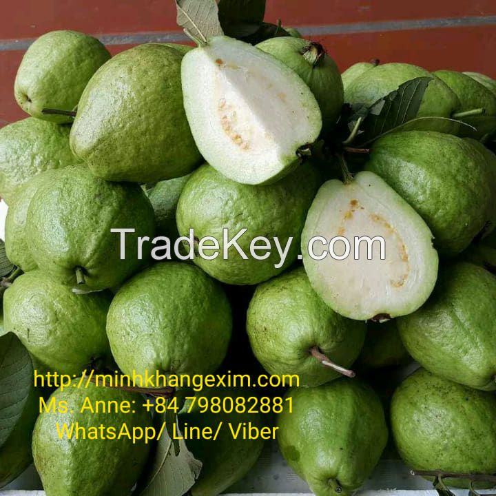 FRESH GUAVA FROM VIETNAM