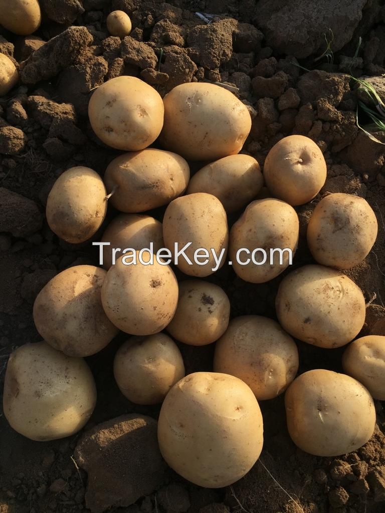 Fresh Indian Potatoes