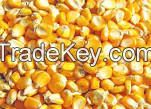 Yellow Corn