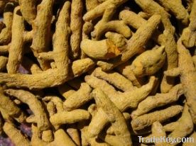 Turmeric