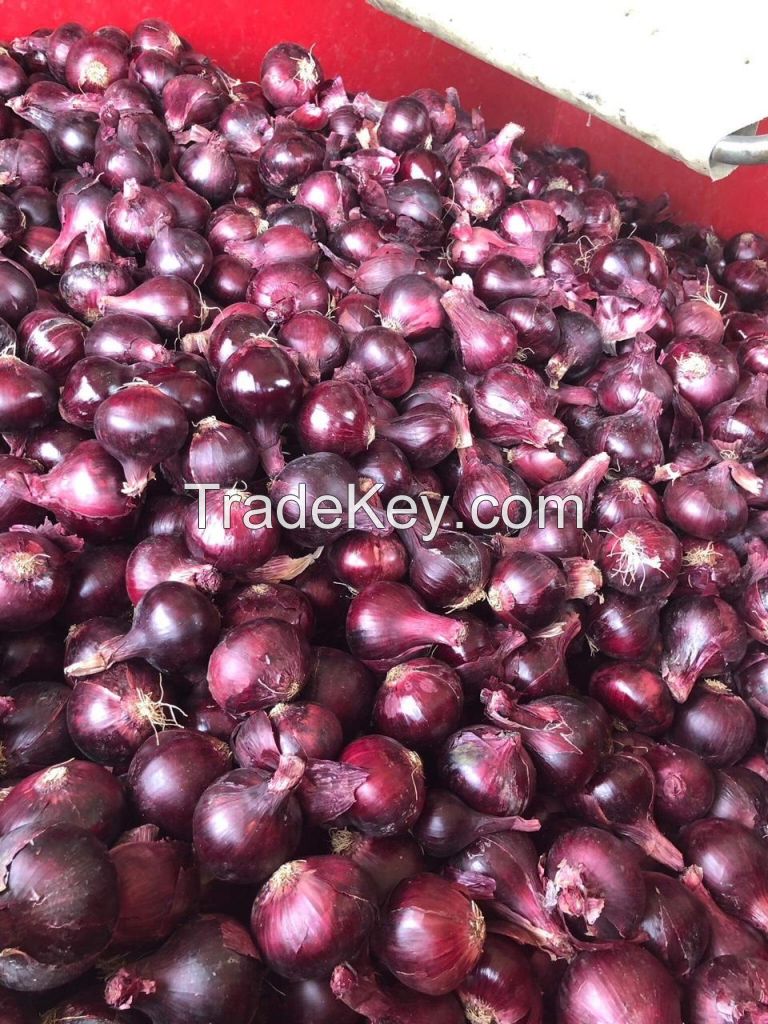 red onion