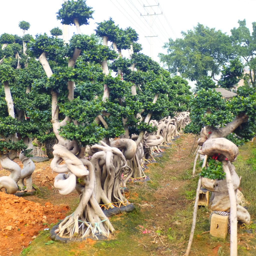 Ficus Microcarpa Bonsai